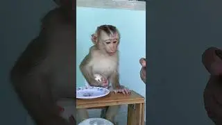 Baby monkey LyLy cried because she was angry with her mother #youtubeshorts #shorts #animals #viral