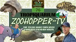 Eine Teilung bringt einen neuen spannenden Nachbarn hervor (Zoohopper-TV Episode 76)