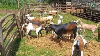  Animals Living freely in the Countryside 🐓🌿|The True Richness of African Village Life 