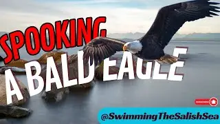 Underwater Adventure: Sneaking Up On A Fishing Eagle! | Swimming the Salish Sea