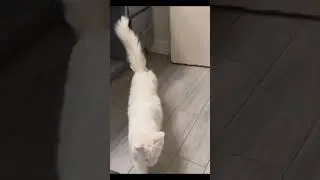 Cat follows me to bathroom every time! Never fails!
