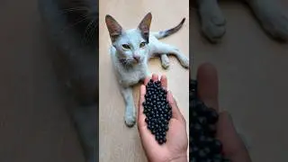 ASMR Satisfying 🌈 Cat Beads Reverse Magic#shorts #cat #asmr #beads #satisfying