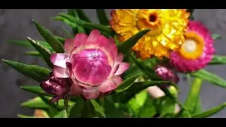 How to grow, plant & care of Strawflower ( Xerochrysum bracteatum )