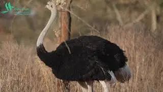 Somali Ostrich - Somali Devekuşu