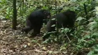 What A You Looking At! Chimpanzee Trekking In The Kibale Forest In 2022 | 2023