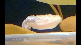 バンダコウイカ　Stumpy cuttlefish、Dwarf cuttlefish 　Sepia bandensis