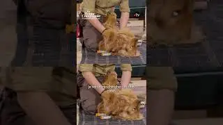 Comment faire un massage cardiaque &agrave; son chien ? - En bonne compagnie #shorts