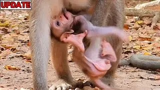 Terrible protect baby! Julina hard catch protect her baby from Viola kidnap
