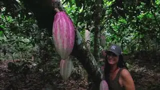 Cacau de  Sao Tomé & Príncipe.