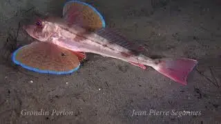 Le Grondin Perlon