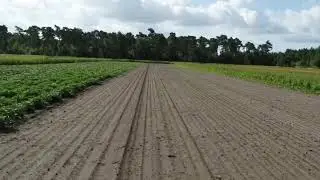 Strokenteelt