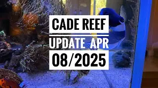 CADE 1500 S/P Update: Urchin Frags Dragon Soul