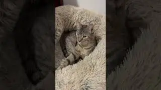 Baby Willow&rsquo;s fur matches her bed perfectly! #cat #adoreble #baby#kitten