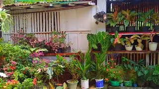 MENGAGUMKAN PENATAAN TANAMAN HIASNYA|TANAMAN HIAS DITERAS DAN HALAMAN RUMAH