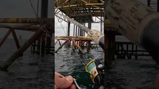 Massive Sheepshead off the oil rig! #fishing #gulfofamerica #louisiana #sheepshead #oil #oilrig