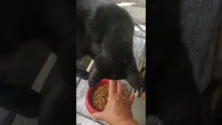ROTINA FELINA MATINAL