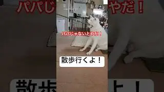 散歩を全力拒否する秋田犬が面白い😂　#秋田犬　#散歩　#犬　#大型犬　#犬のいる暮らし