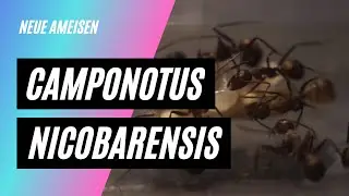 Camponotus Nicobarensis Unboxing+Vorstellung #1 | NOKU