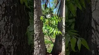 Nim Indiano &eacute; planta invasora e parasita