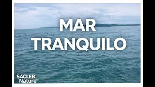M&uacute;sica para Trabajar y Concentrarse: Sonido de Olas del Mar (60 Minutos)