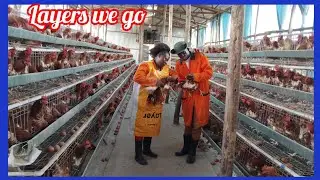 VET DR,EXPLAINS WHY IN THESE MONTHS FARMERS GET LOSSES EVEN WHEN THEY PRODUCE 95% OF EGGS IN LAYERS