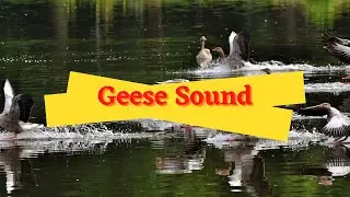 Flock Of Wild Geese Sound Effect - Free Download