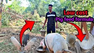 Low Cost Pig Feed Formula || tripura pig farm || piglet sale (Ep-78)#pig #pigfeed @karnovlog1 