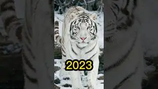 2023 snow tiger and 5500bce Snow Tiger ||mythical world||#shortvideo
