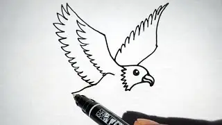 How to Draw an Eagle Step by Step | Easy Eagle Drawing for Beginners