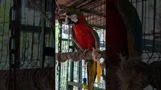 Visit the La Pergol Aviary in Manzanillo, Colima, Mexico