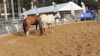 Koně - Animal Vetex 2014