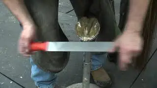 Barefoot Hind Foot Trim