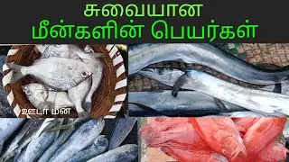 மீன்களின் பெயர்கள் தமிழ்/name of fishes in Tamil/மீன் வகைகள்