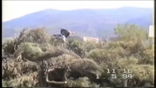 &Tau;&Omicron;&Upsilon;&Rho;&Lambda;&Omega;&Tau;&Eta; &Sigma;&Eta;&Tau;&Epsilon;&Iota;&Alpha;&Sigma;-&Pi;&Alpha;&Sigma;&Chi;&Alpha; 1994