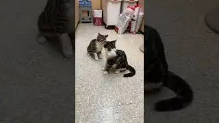 Kittens Awaiting Their Forever Homes