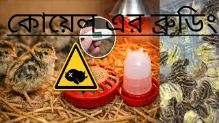 কোয়েল পাখির ব্রুডিং করার সঠিক নিয়ম | ১–৭ দিনের সম্পূর্ণ গাইড