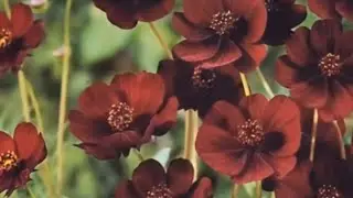 The Most UNIQUE & RARE Flower Varieties