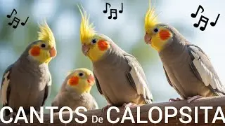 Calopsitas Cantando Vários Assobios | Treinamento para Filhotes e Adultos🦜🎶🎵