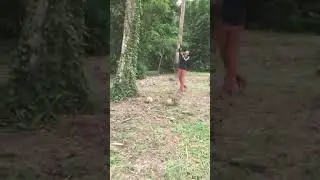 Dodging falling coconuts!