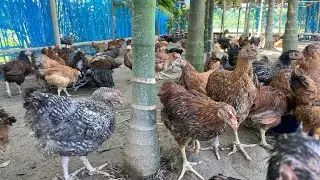 Desi Murga Farm 🐔 | Chicken Farming in India | Desi Chicken Business | Poultry Farming in Village
