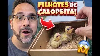 👉 ABRI O NINHO DAS CALOPSITAS… Olha o que tinha lá dentro! 😱🐣