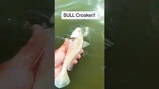 Bull croakers are known for their distinctive croaking Sound. #Shorts #mississippigulfcoast