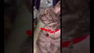 #shortsclip #youtube #shortscookingvideo #youtuberlikes #shortstiktok #youtubeshorts #catvideos #cat