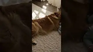 Golden protector