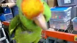 Cisco kissing