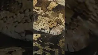 look into the eye of a gentle giant biggest bullsnake I have ever seen 😍 please like and sub 🙏