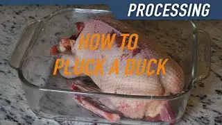 How to Pluck a Duck
