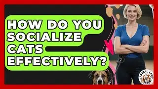 How Do You Socialize Cats Effectively? - Animal Care Jobs