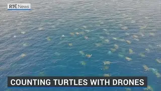 Drones help scientists monitor turtles off Great Barrier Reef