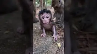 Lovely Baby Monkey With Mom Take Care #shorts
